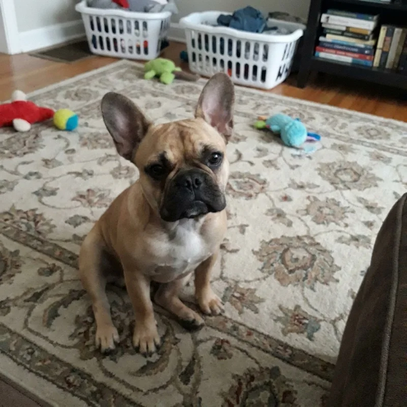 An ordinary phone photo of a french bulldog at home